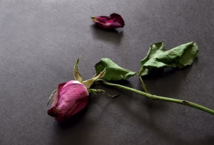 Read more about the article Doliul în acceptarea morții & Doliul în acceptarea despărțirii